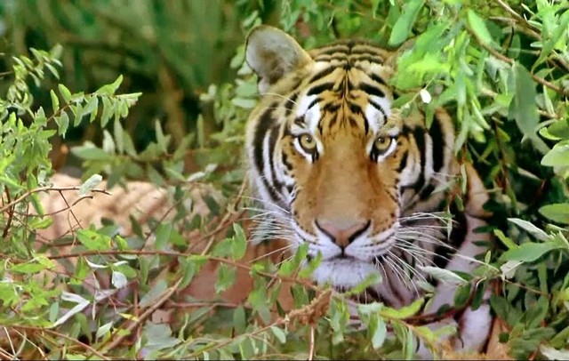 India Kingdom of the Tiger