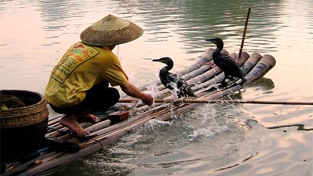 Cormorant fisherman near Yangshuo washes off his bamboo raft after a fishing trip.  (photo credit:  © Phil Chapman 2007)