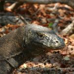 Komodo Dragon Attacks Tour Guide